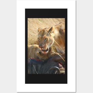 Lions at a Wilderbeest Kill, Maasai Mara, Kenya Posters and Art